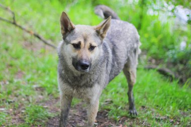 Sokakta üzgün sokak köpeği