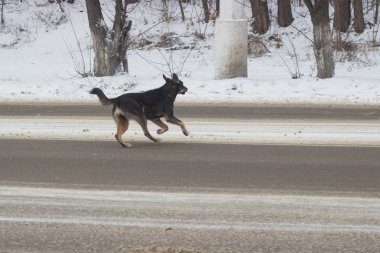 Yoldan sokakta başıboş köpekleri