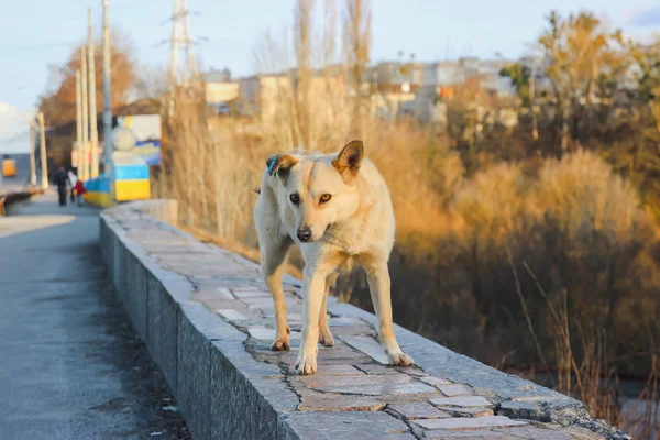 Triste cão vadio na rua — Fotografia de Stock