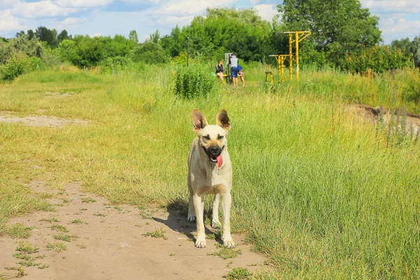 Бродячая собака на улице летом — стоковое фото