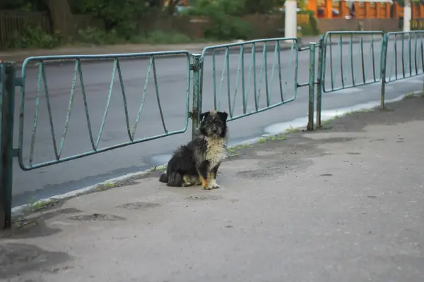 Stray cães na rua faz medo — Fotografia de Stock