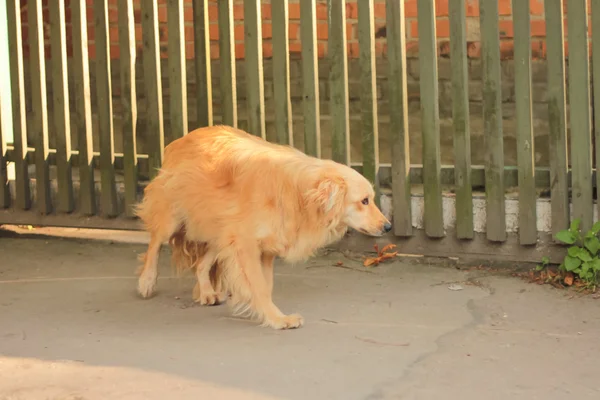 Triste cane randagio sulla strada — Foto Stock