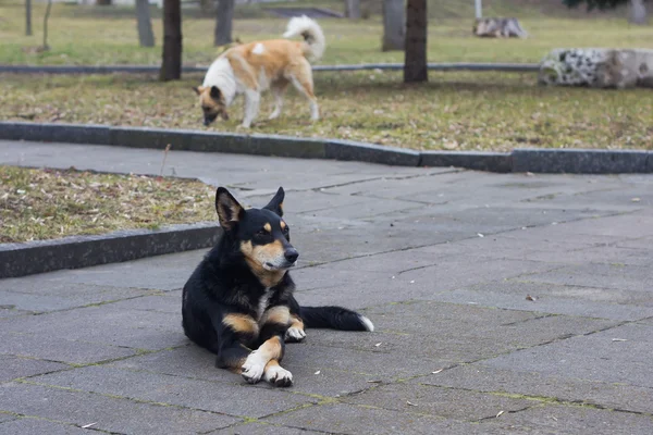 Stray dogs on street makes fear people — Stock Photo, Image