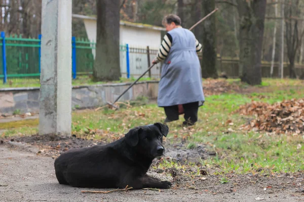 Cani randagi su strada sguardo triste — Foto Stock