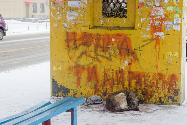 Chiens errants sur le sommeil de rue — Photo