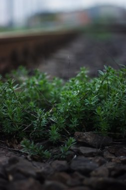 Wayside demiryolu üzerinde bitkiler
