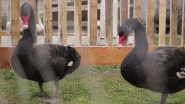 kafes altında vahşi Siyah Kuğu