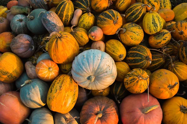 Raccolta di zucche alla sera — Foto Stock