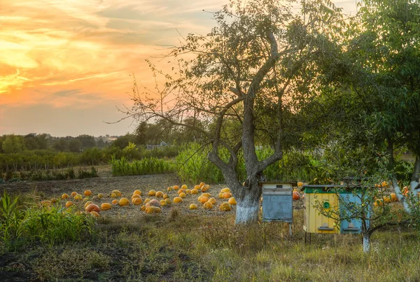 Ripe orange pumpkins on farm ground