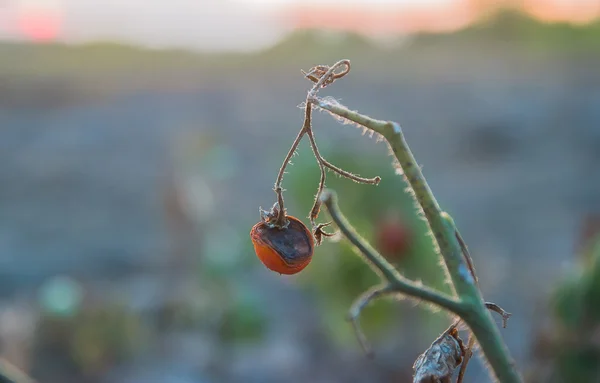 Tak van rotte tomaten — Stockfoto