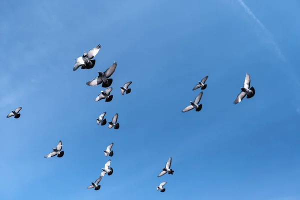 成群的鸟儿在蓝天的映衬下群居 — 图库照片