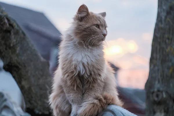 Ingwerkatze Auf Dem Zaun Der Den Hof Bewacht — Stockfoto