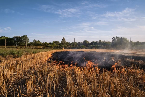 Fire People Burning Old Grass Field — Stock Photo, Image