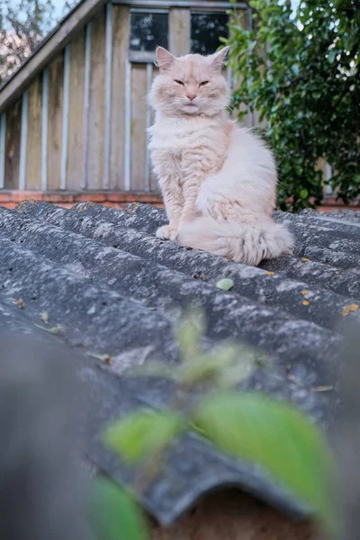 Carino Gatto Rosso Sul Tetto Piastrellato Della Vecchia Casa — Foto Stock