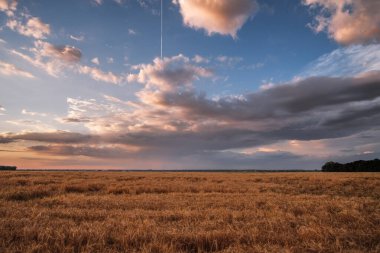 Buğday tarlasında dramatik bir gökyüzü. Tarlaların üzerinde karanlık gökyüzü ile tehlikeli hava.