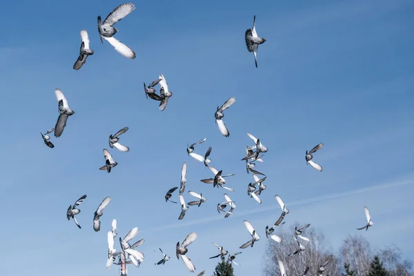 鸽子在美丽的天空中飞翔 — 图库照片