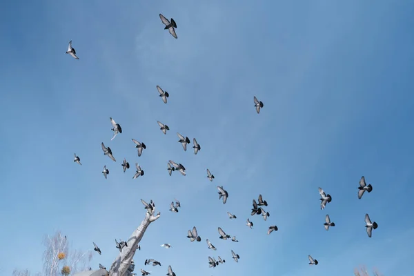 Porumbeii Zboară Deasupra Unui Monument Istoric — Fotografie, imagine de stoc