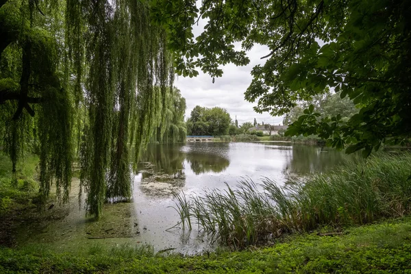 Willow near the river. Willow branches hang over the water. Calm picturesque landscape.