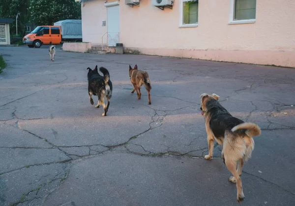 Дикие Бродячие Собаки Бегают Тротуару Возле Человеческого Учреждения — стоковое фото