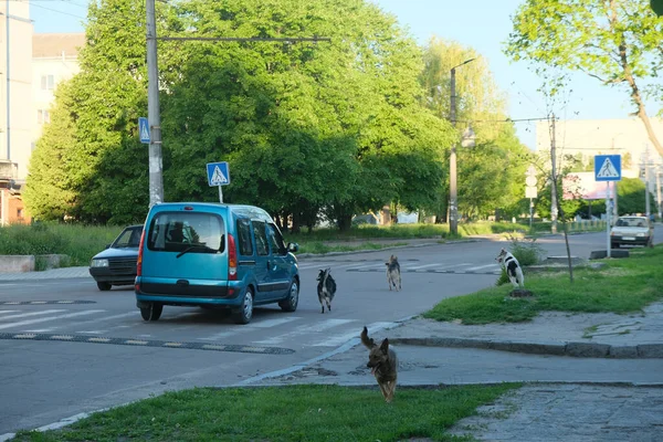 Autó Támad Kóbor Veszett Kutyák Úton — Stock Fotó