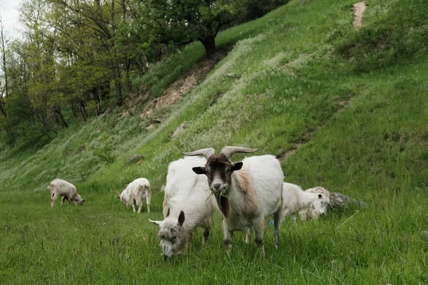 Sweet Goats Funny Beards Background Other Goats Grazing Countryside Cute — Stock Photo, Image