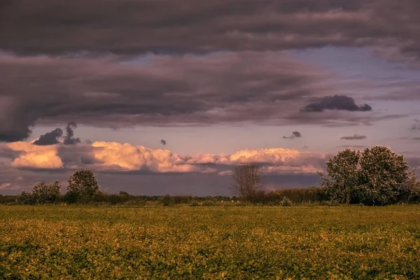 Sojabohnenfeld Sonnenuntergang Mit Violettem Bewölkten Himmel — Stockfoto