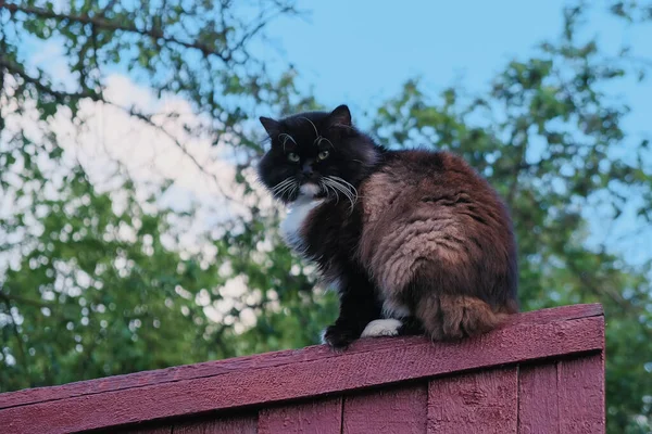 Schwarz Weiße Katze Sitzt Auf Rotem Holzzaun — Stockfoto
