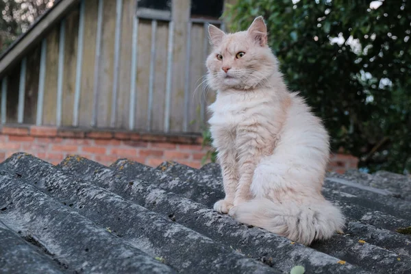 Niedliche Rote Katze Auf Ziegeldach Des Alten Hauses — Stockfoto