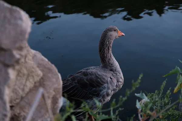 Angry Kaczki Polowanie Ryby Parku Staw Wieczorem — Zdjęcie stockowe