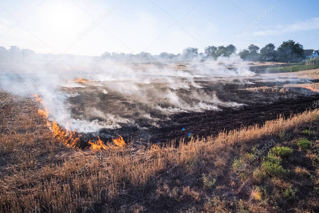 Fire, People burning old grass in the field.