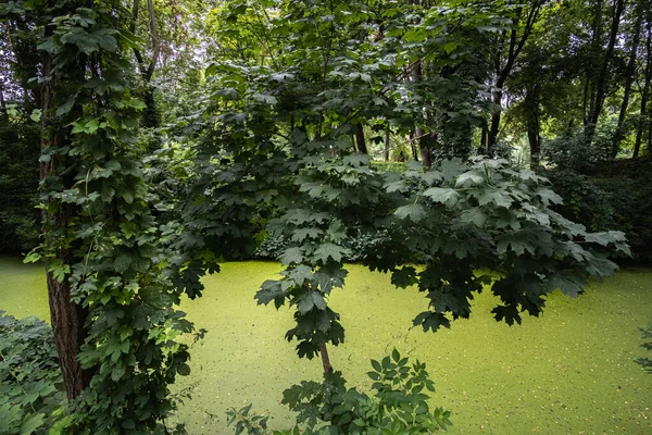 Problem Wodą Małe Jezioro Lesie Porośnięte Zamienione Bagno Pokrzywą — Zdjęcie stockowe