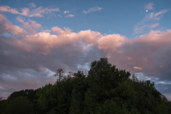 Açık Mavi Mor Gökyüzünde Gün Batımında Ince Çıplak Ağaçların Koyu — Stok fotoğraf