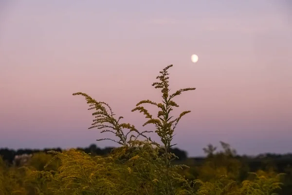 Kanadisches Goldrutengras Bei Sonnenuntergang Mit Mond — Stockfoto