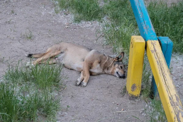 Pies Śpi Opuszczonym Placu Zabaw — Zdjęcie stockowe