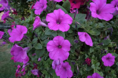 Yazın çitin üzerinde mor çiçekler. Ipomoea sagittata