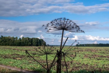 Tarladaki fırtınalı bulutlara karşı kurumuş bir bitkinin silueti..