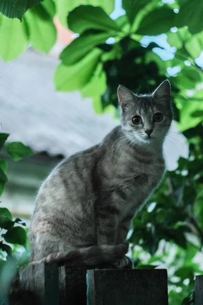 Gattino Bianco Grigio Pallido Seduto Tramonto Vicino Alla Casa — Foto Stock