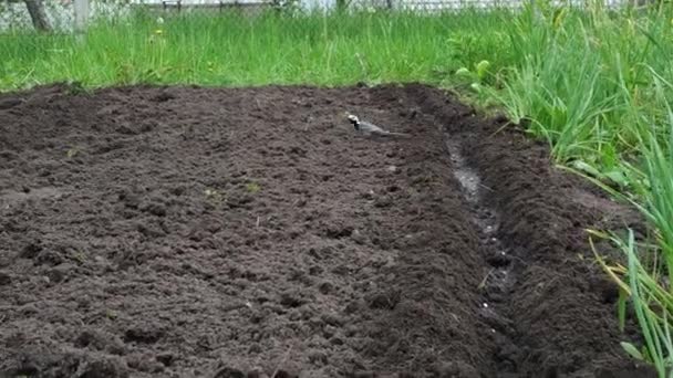 Un petit oiseau wagtail blanc marchant sur le jardin avec la plume grise — Video