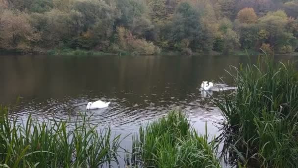 Dois Cisnes Brancos Lago Noite — Vídeo de Stock