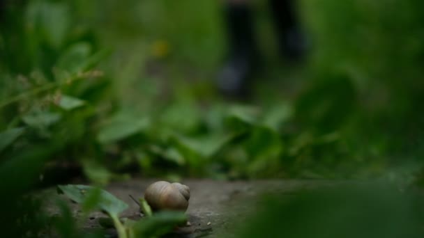 Primer plano del caracol caminando. Pie humano se acerca — Vídeos de Stock