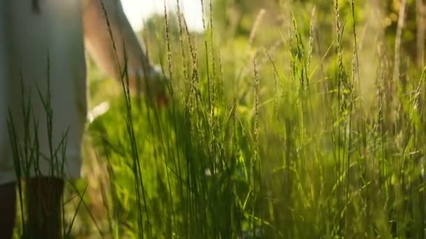 Mujer joven tocar la hierba al atardecer — Vídeos de Stock