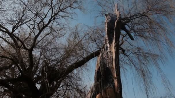 Árboles de selva amazónica en llamas con humo en deforestación ilegal — Vídeo de stock