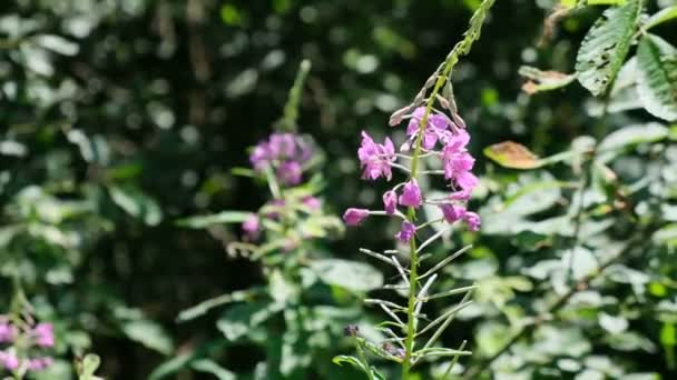 Die schönen Blüten der Feuerkrautpflanze — Stockvideo
