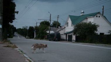 Yaşlı sokak köpeği caddeyi geçmeye çalışıyor ve şimşekler çakıp geri döndükten sonra