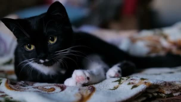 Evdeki yatakta pençesiyle yüzünü yıkayan kara kedi. Kedi patisini yalıyor. — Stok video
