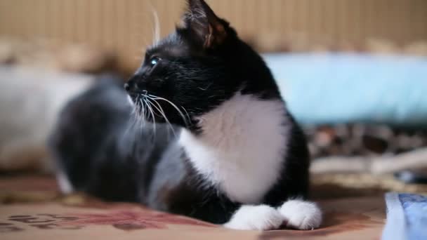 Kara kedi mırıldanıyor ve yatakta oyuncaklarla oynuyor. — Stok video