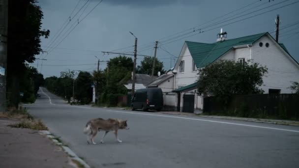 Yaşlı sokak köpeği caddeyi geçmeye çalışıyor ve şimşekler çakıp geri döndükten sonra — Stok video