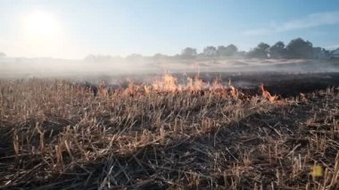 Kuru mevsimde orman yanarken alevler ve dumanlar içindeki kuru otlar..