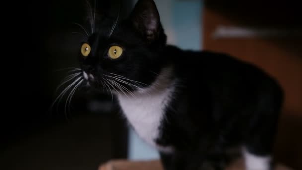 Neugierige verängstigte schwarze Katze schaut sich aus nächster Nähe um — Stockvideo