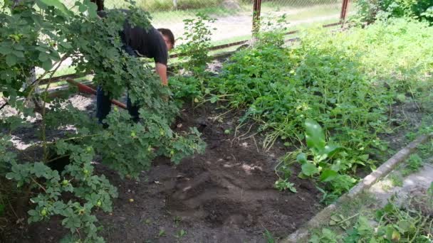 En man skördar potatis. Potatis i marken. Odling av potatis. — Stockvideo